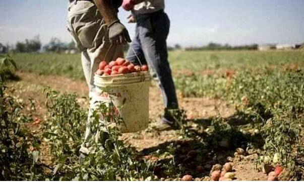  Ordinanza regionale urgente per il lavoro agricolo in condizione di esposizione prolungata al sole 